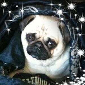 Meet your Posher, Irene